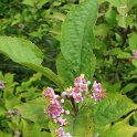 Callicarpa americana fleur P1D P2C P17 P22
